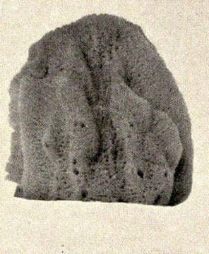 Image de Dictyoceratida Minchin 1900