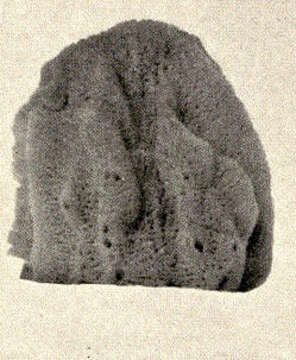 Image of Dictyoceratida Minchin 1900