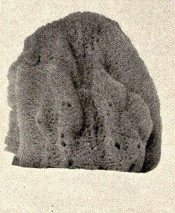 Image of Hippospongia Schulze 1879
