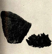 Image of Dictyoceratida Minchin 1900
