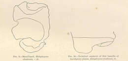 Image of Cryptoniscoidea Kossmann 1880