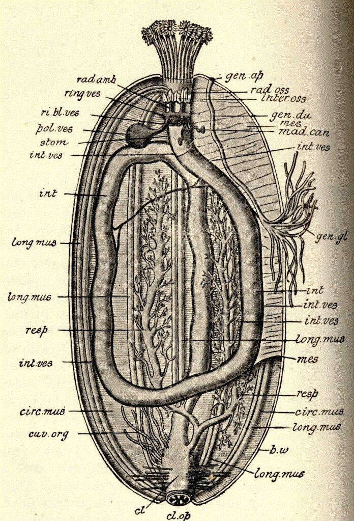 Image de Echinozoa