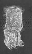 Image of Pheronematidae Gray 1870