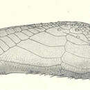 Image de Araeolampas glauca (Wood-Mason & Alcock 1891)