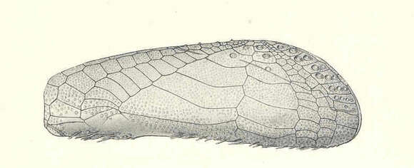 Image of Spatangoidea Gray 1825