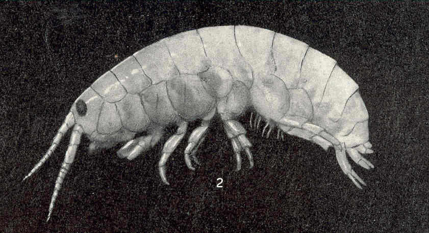 Image of Talitroidea Rafinesque 1815