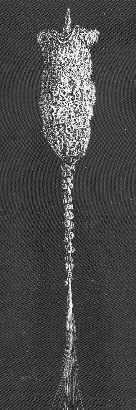 Sivun Amphidiscosida Schrammen 1924 kuva