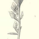 Image of Hyalonema (Cyliconema) masoni Schulze 1895