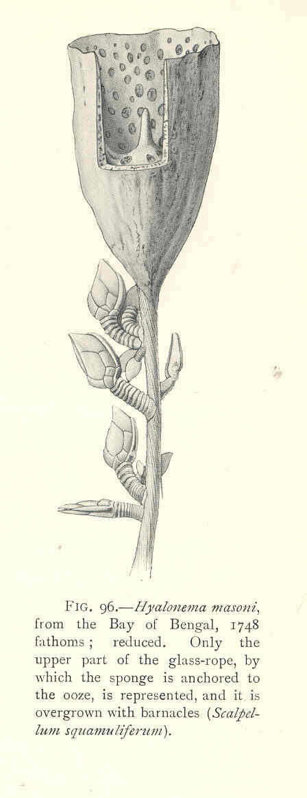 Image of Hyalonema Gray 1832