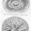Image of Hyalonema (Coscinonema) toxeres Thomson 1873