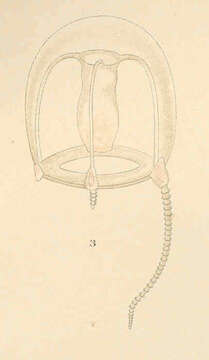 Image of Hybocodon L. Agassiz 1860