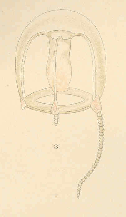 Image de Hybocodon L. Agassiz 1860