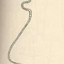 Image of Hybocodon prolifer Agassiz 1860