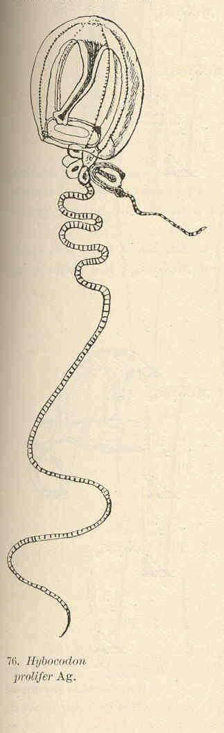 Слика од Hybocodon L. Agassiz 1860