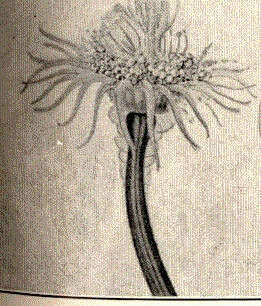 Image of Hybocodon L. Agassiz 1860