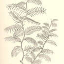 Imagem de Hydrallmania falcata (Linnaeus 1758)