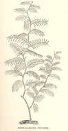 صورة Sertulariidae Lamouroux 1812