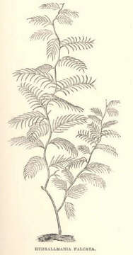 Слика од Sertulariidae Lamouroux 1812