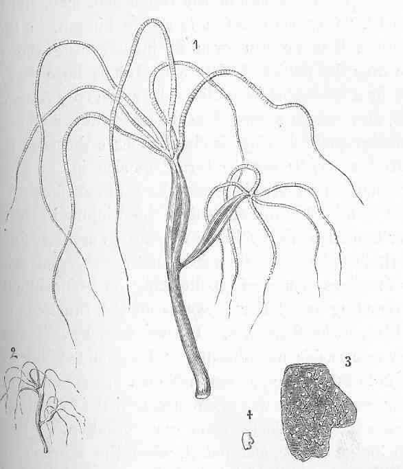 Image of Hydridae Dana 1846