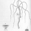 Image of Hydra vulgaris Pallas 1766