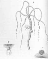 Image of Hydra vulgaris Pallas 1766