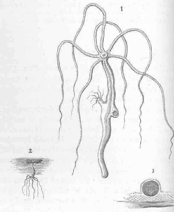 Image of Common Hydra