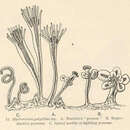 Image of Hydractinia polyclina L. Agassiz 1860