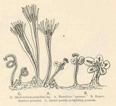 Image de Hydractiniidae L. Agassiz 1862