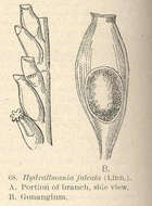 Image of Hydrallmania Hincks 1868