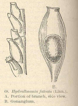 Image of Sertulariidae Lamouroux 1812