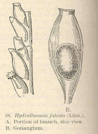 Imagem de Sertulariidae Lamouroux 1812