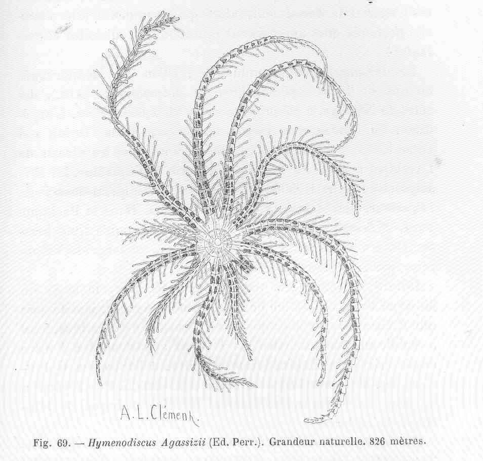 Image of Brisingidae G. O. Sars 1875