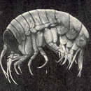 Image of big-eye amphipod