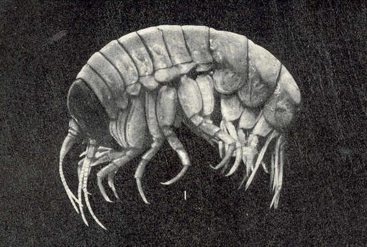 Image of jellyfish amphipods