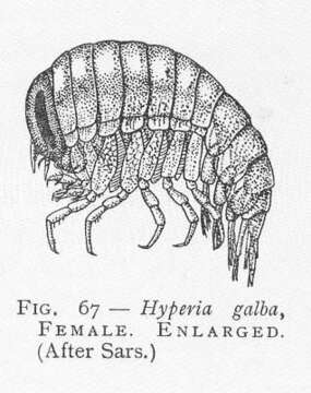 Image of jellyfish amphipods