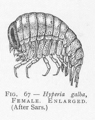 Image of Phronimoidea Rafinesque 1815