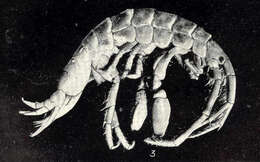 Image of Photoidea Boeck 1871