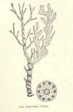 Image of bamboo corals