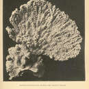 Image of Isopora Studer 1879