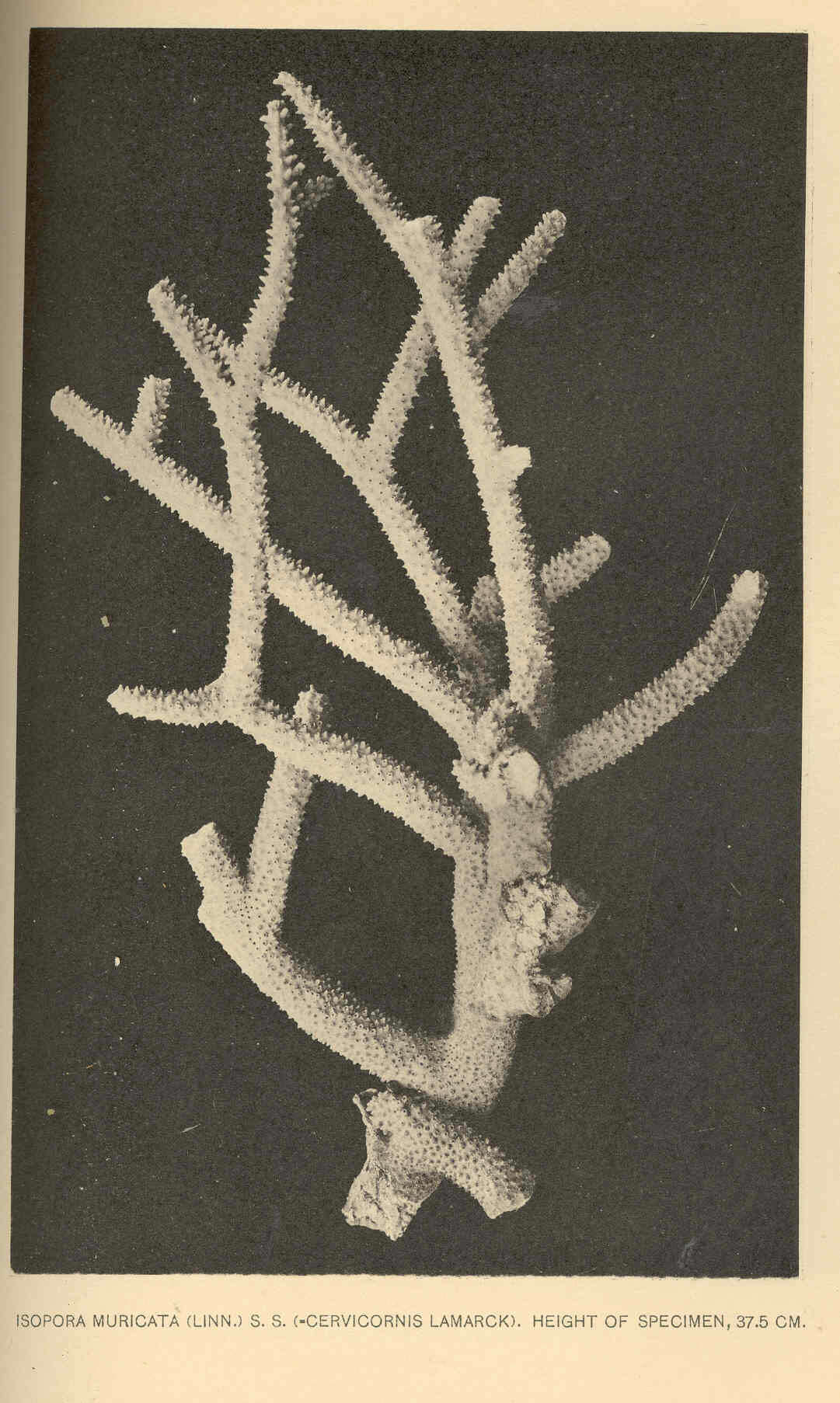 Image de Acroporidae Verrill 1901