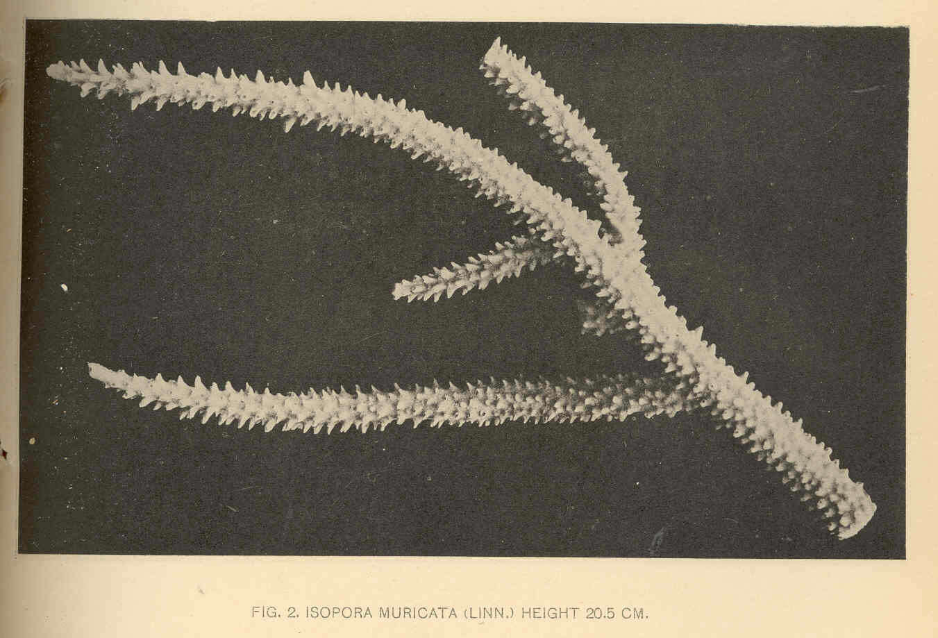 Image de Acroporidae Verrill 1901