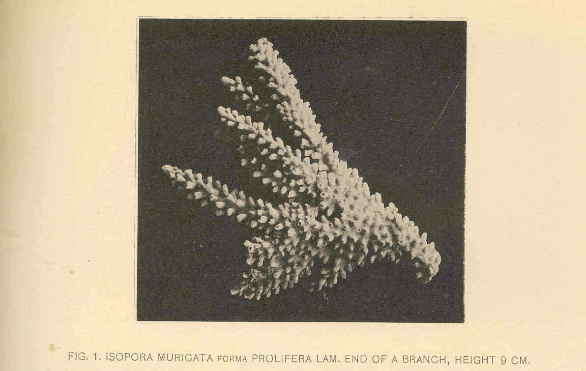 Image of staghorn corals