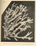 Image of staghorn corals