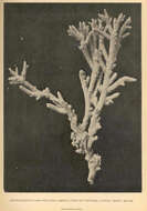 Image of staghorn corals