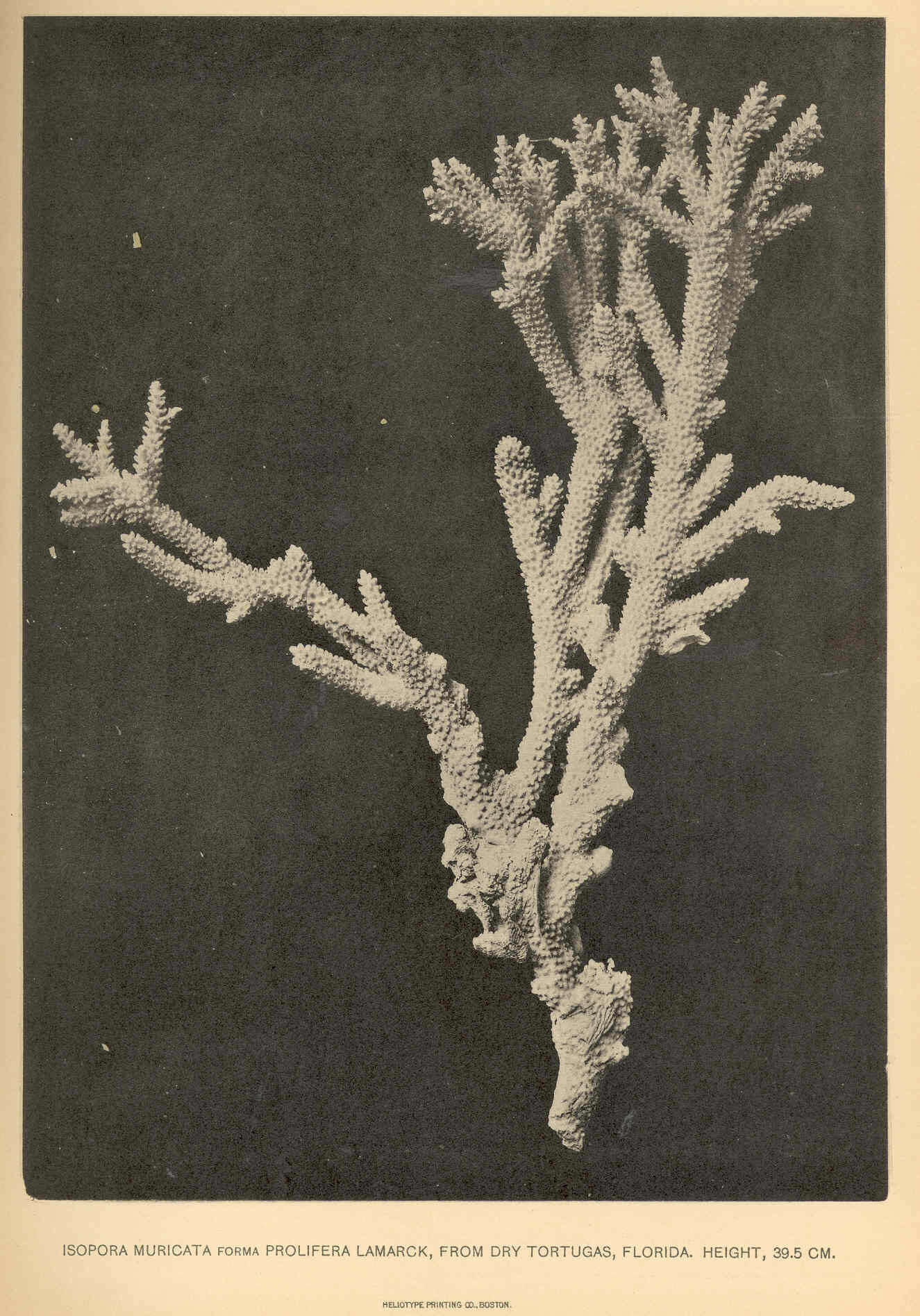 Слика од Acroporidae Verrill 1901