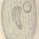 Image of Lacrymaria coronata Claparède & Lachmann 1858