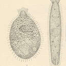 Image of Lacrymaria lagenula Claparède & Lachmann 1858