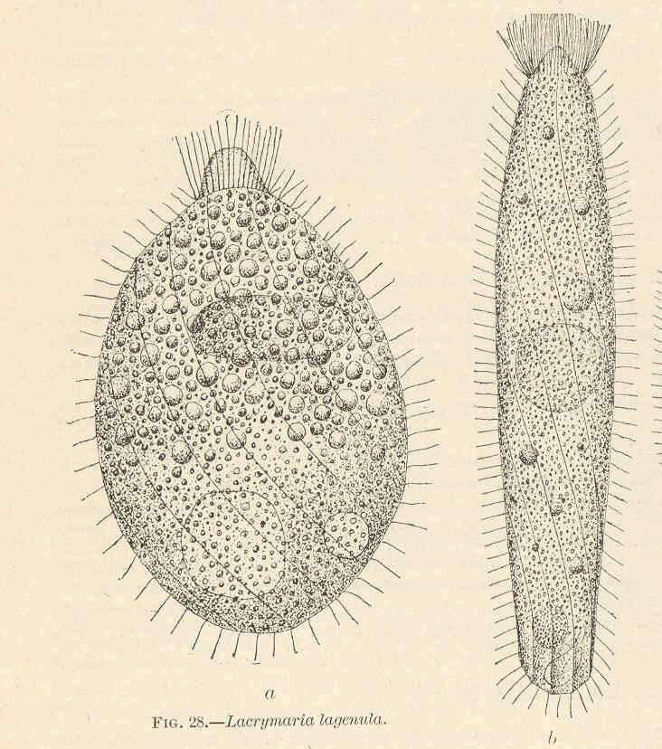 Lacrymaria lagenula Claparède & Lachmann 1858 resmi