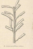 Image of Lafoeidae Hincks 1868
