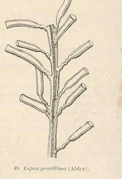 Image of Lafoeidae Hincks 1868